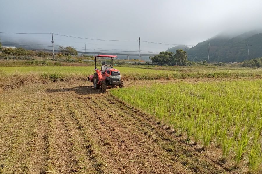 稲株の刈取