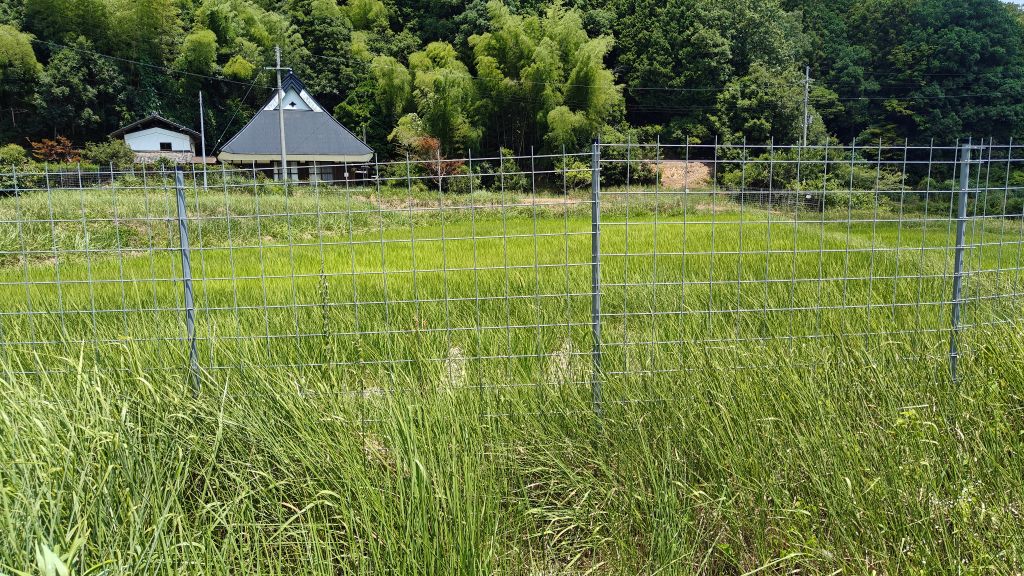 キヌムスメ圃場